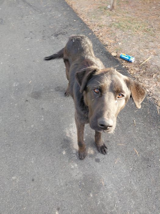 Срочно отдам собаку  в добрые руки