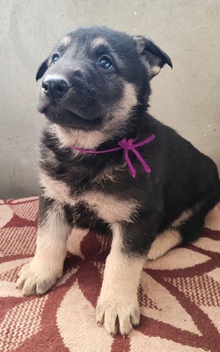 Щенки восточно-европейской овчарки