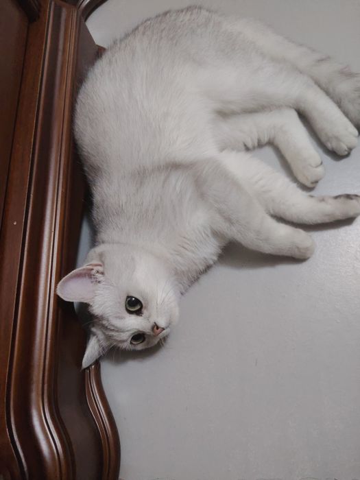 Британская серебристая шиншилла