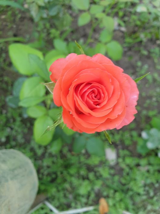 Многолетние Розы