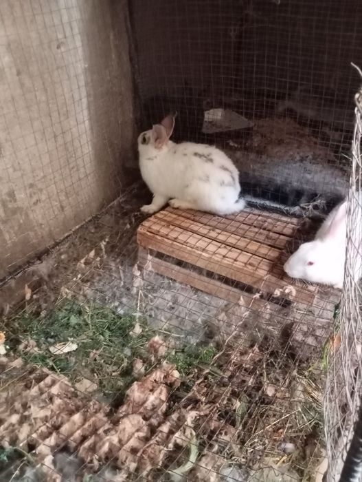 Ayol quyonla sotiladi