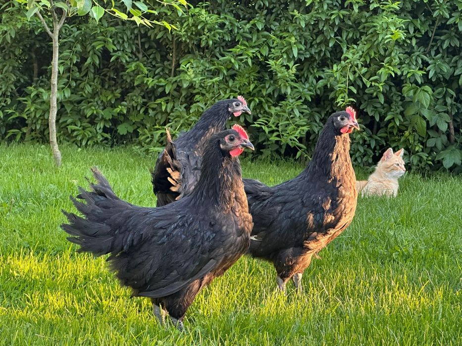 Cocoși Australorp
