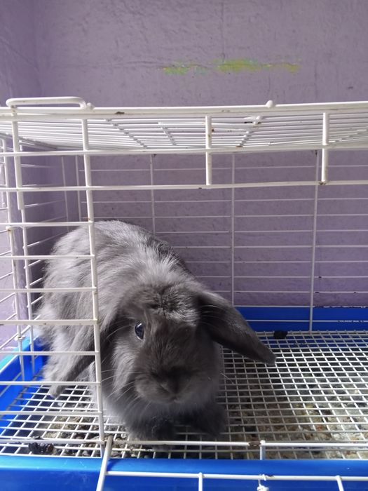 Продам декоративного кролика