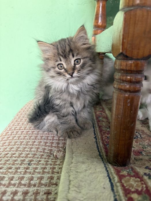 Отдам котят в хоршие руки