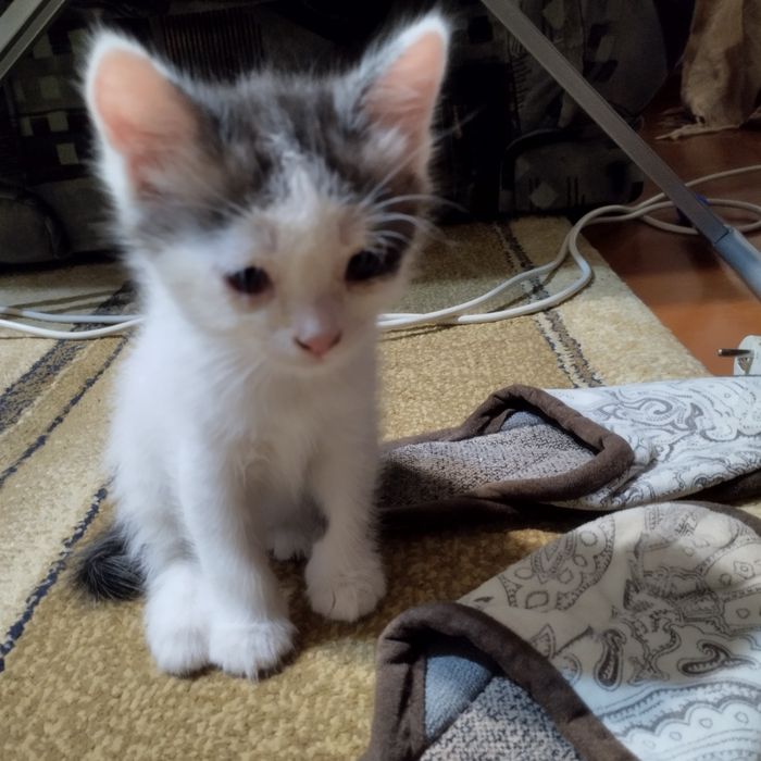 Отдаем котят в добрые руки