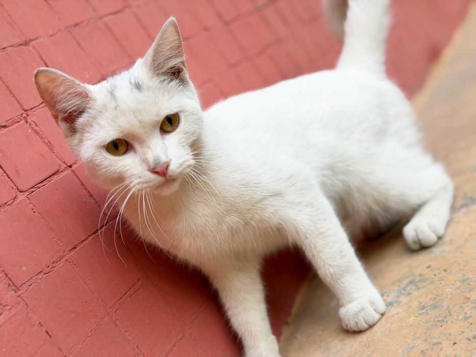 Отдадим котенка в хорошие руки