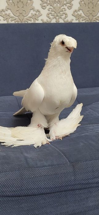 Голуби валерный..