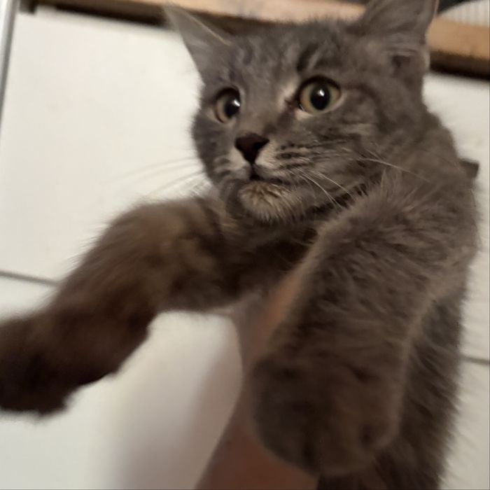 Ищу для котенка дом