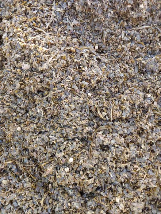 Царевичен силаж 2025