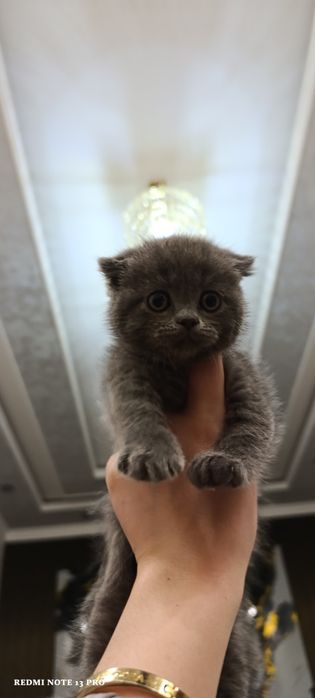 Выслоухие котёнки