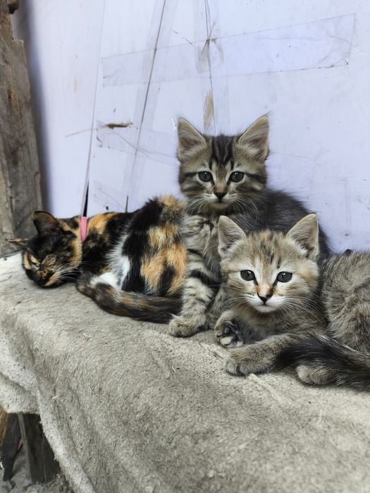 Отдам котят ,в добрые руки