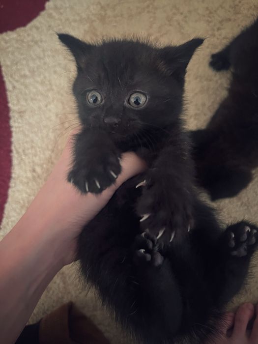 Продаётся котята британский