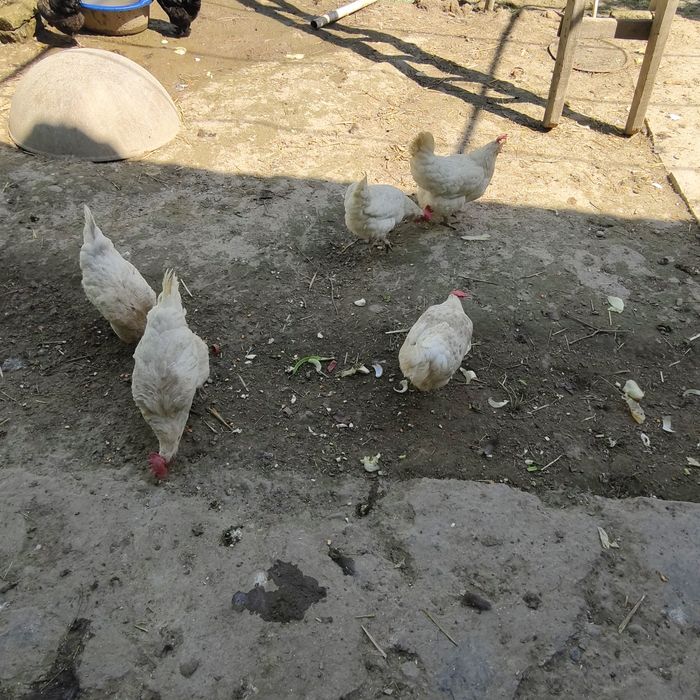 oq tovula sotiladi soglom