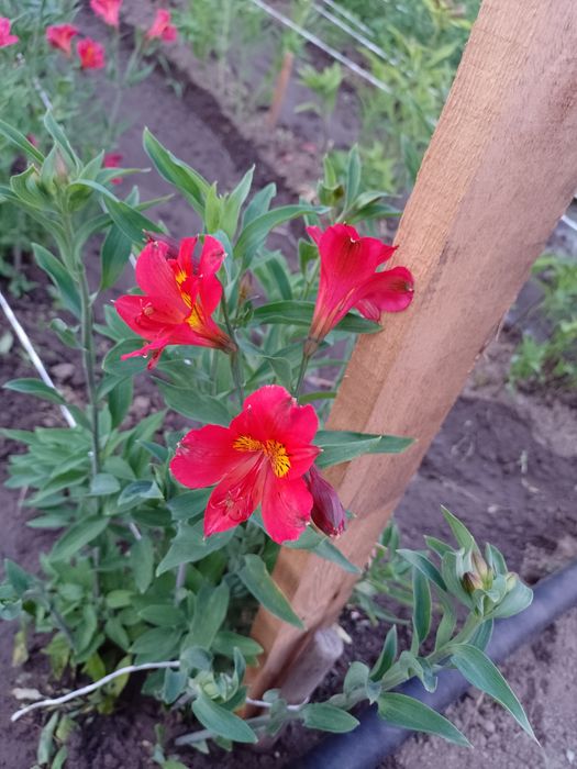 Алстромерия (розова, жълта и червена), момина сълза