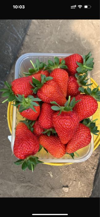 Рассада клубники