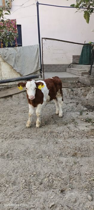 Toza smental buzoqlar  sotiladi