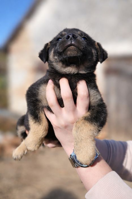 Adopție cațeluşă