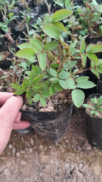 Atirgul ko‘chat bor 8 000dona