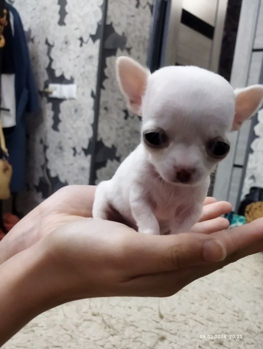 Готовяться к продаже щенки чихуахуа ( бронь)