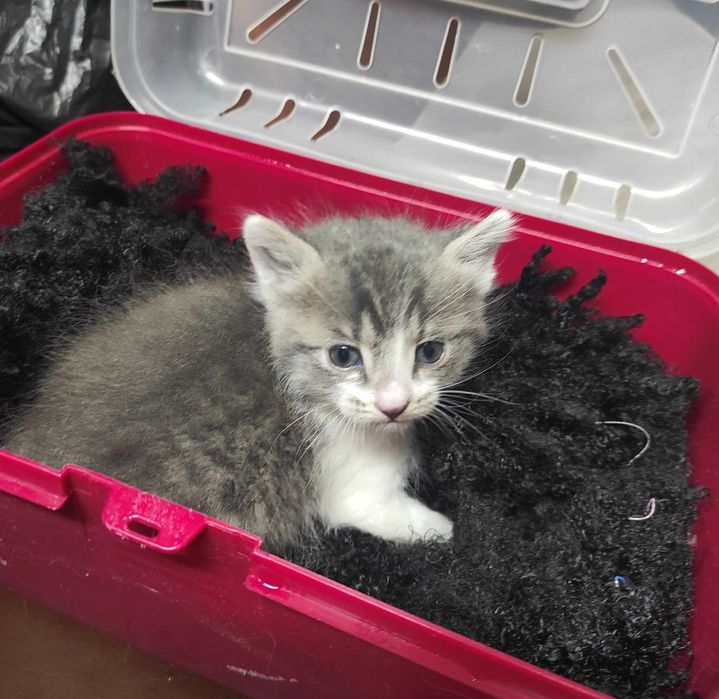 1-месечно момченце търси дом