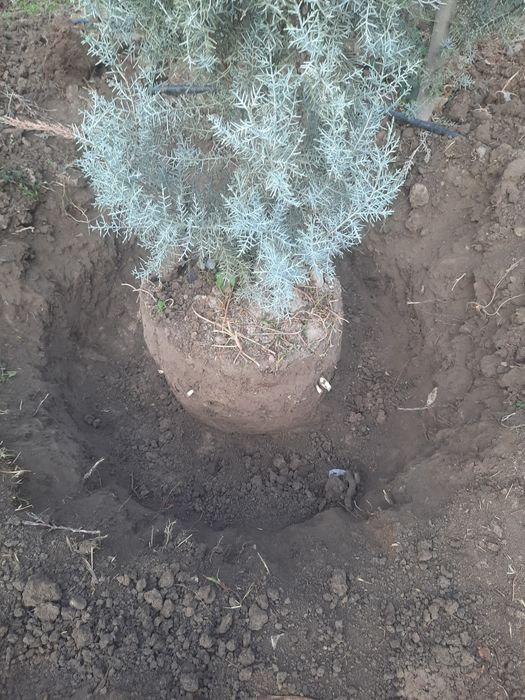 Аризониские кипарис .ИТАЛИЯ