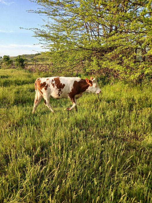Vând doua vitele de 7-8luni, vaca