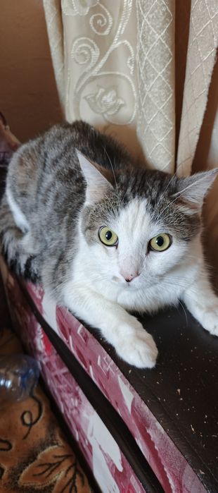 Кот в хорошем состояний, даром