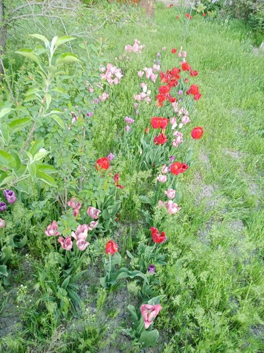 продаю луковицы тюльпанов