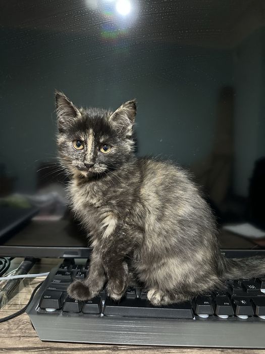 Отдам котёнка в добрые руки