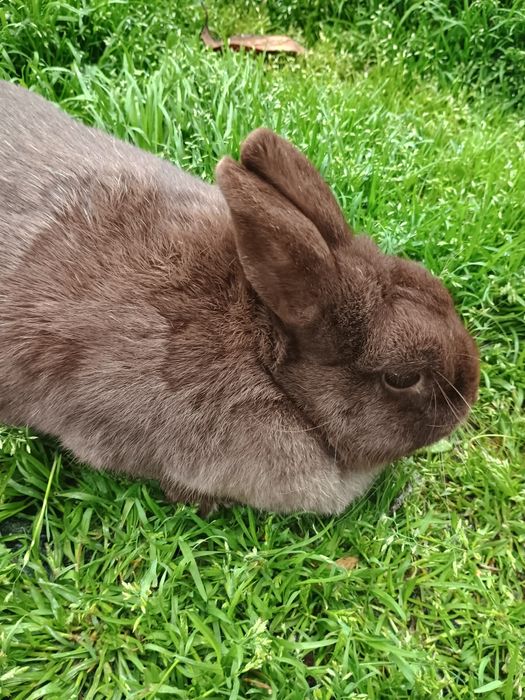 Iepuri pitic  Olandez