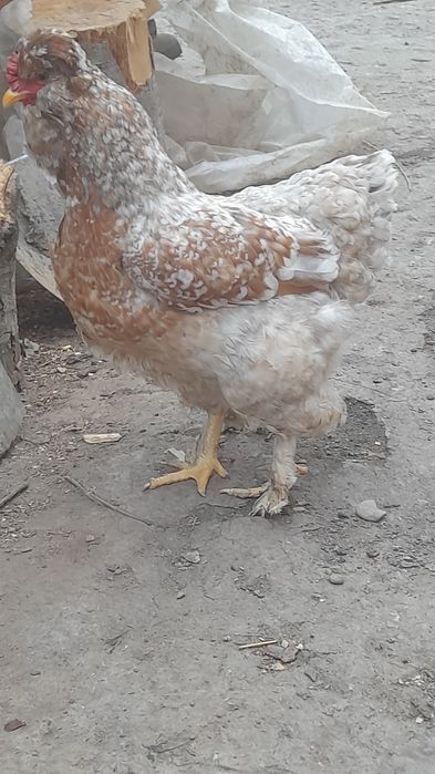 De vânzare Ouă de găină moțate pentru incubat