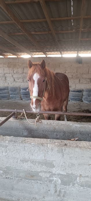 Жорга акта сатылады