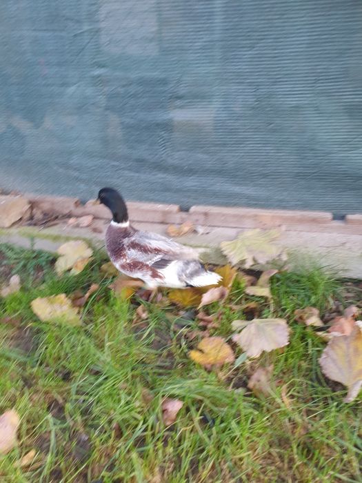 Vand pitica olandeza