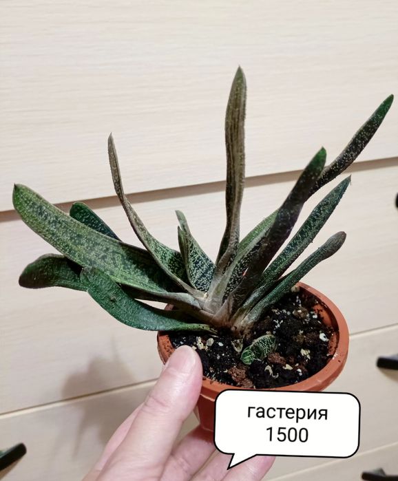 Продам комнатные растения