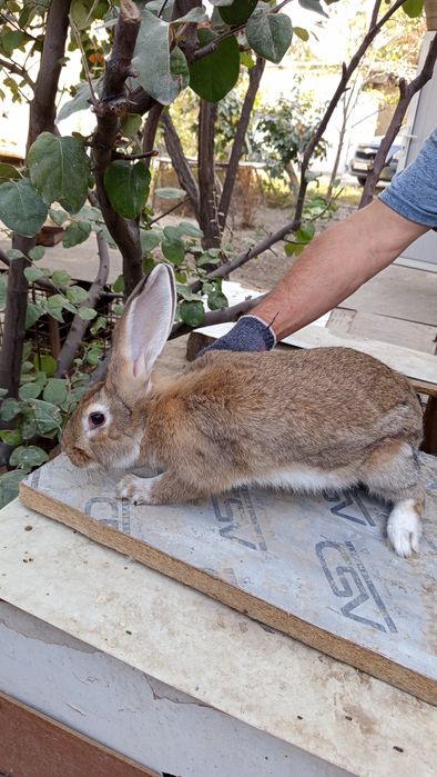 Кролики домашние