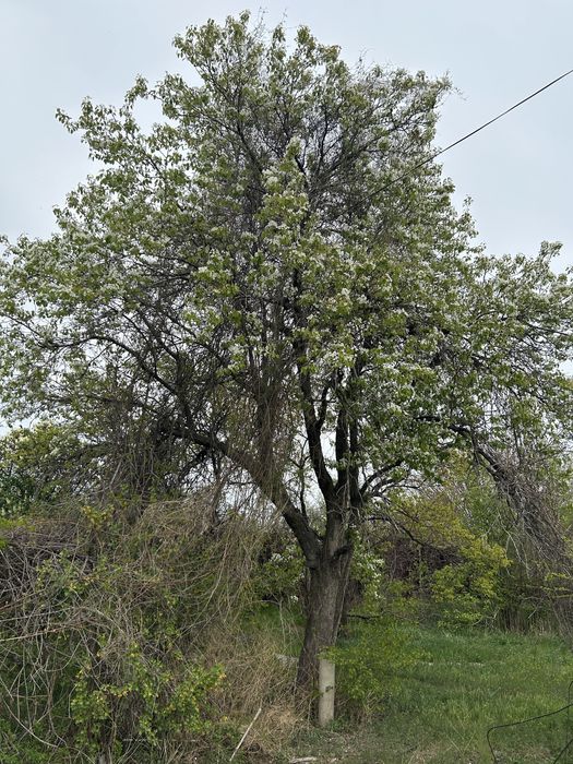 Дача Заря Востока