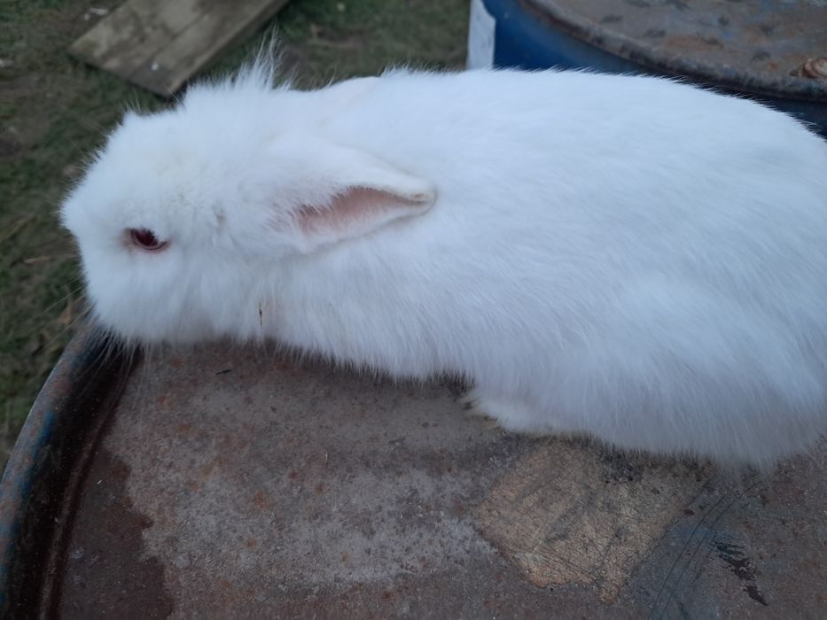 Iepuri cap de leu 1 an