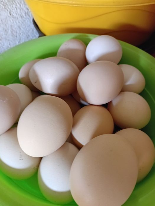 Oua incubat Australorp