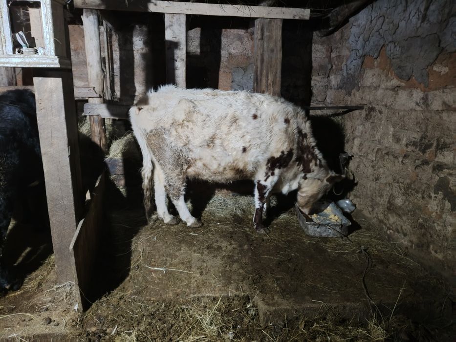 Сиыр сатамын. Семіз