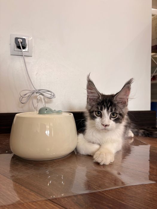 Котенок Мейн кун