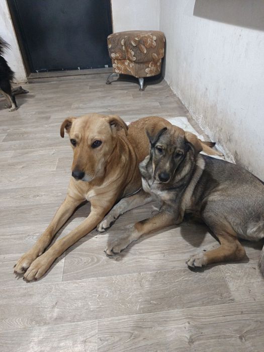 Отдам в очень хорошие ручки