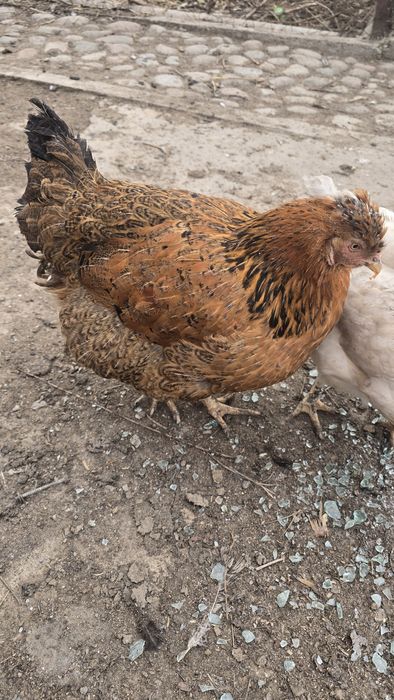 Цыплята суточные