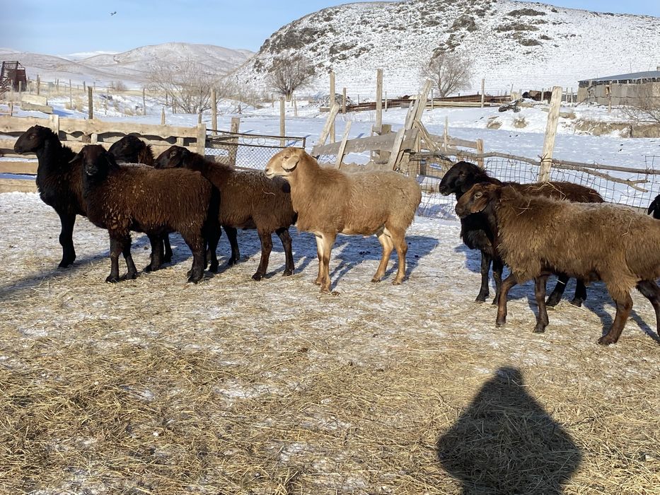 Продаютса кошкары арашан