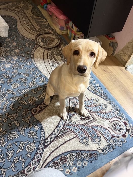 Продается лабрадор ретривер