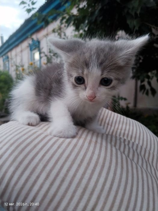 Отдам котят в добрые руки