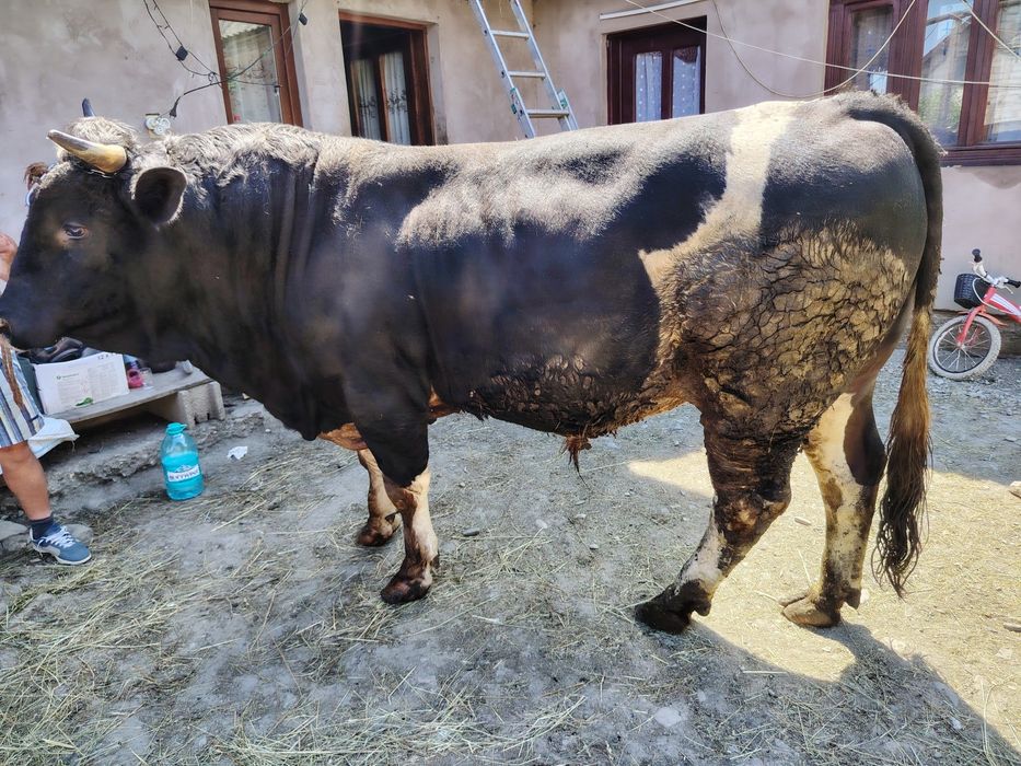 Taur de  vânzare