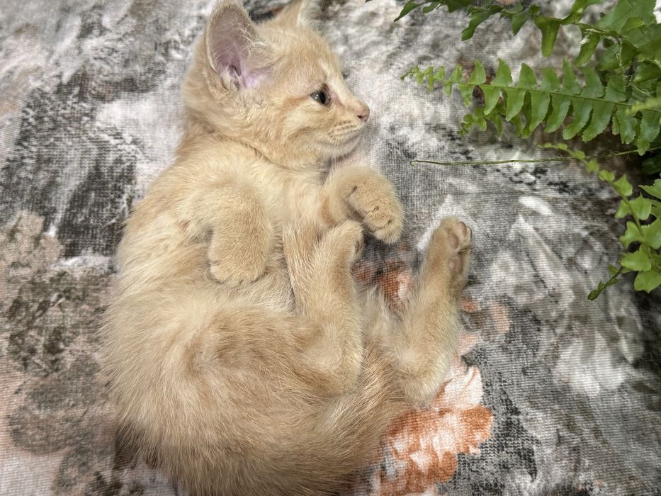 Котенок девочка рыжая кремовая
