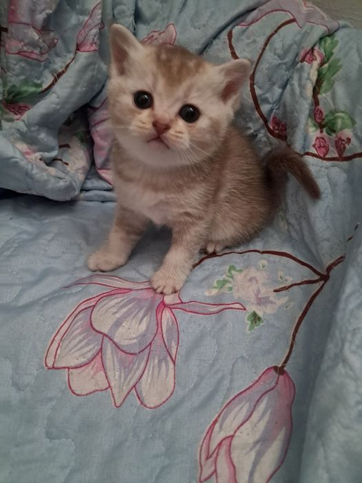 Продам  чистокровных котят