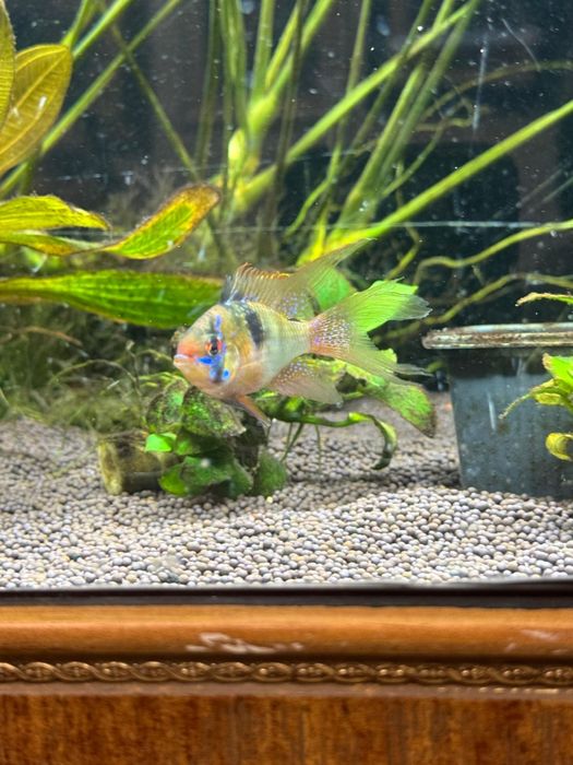 Апистограмма Рамирези вуалевая