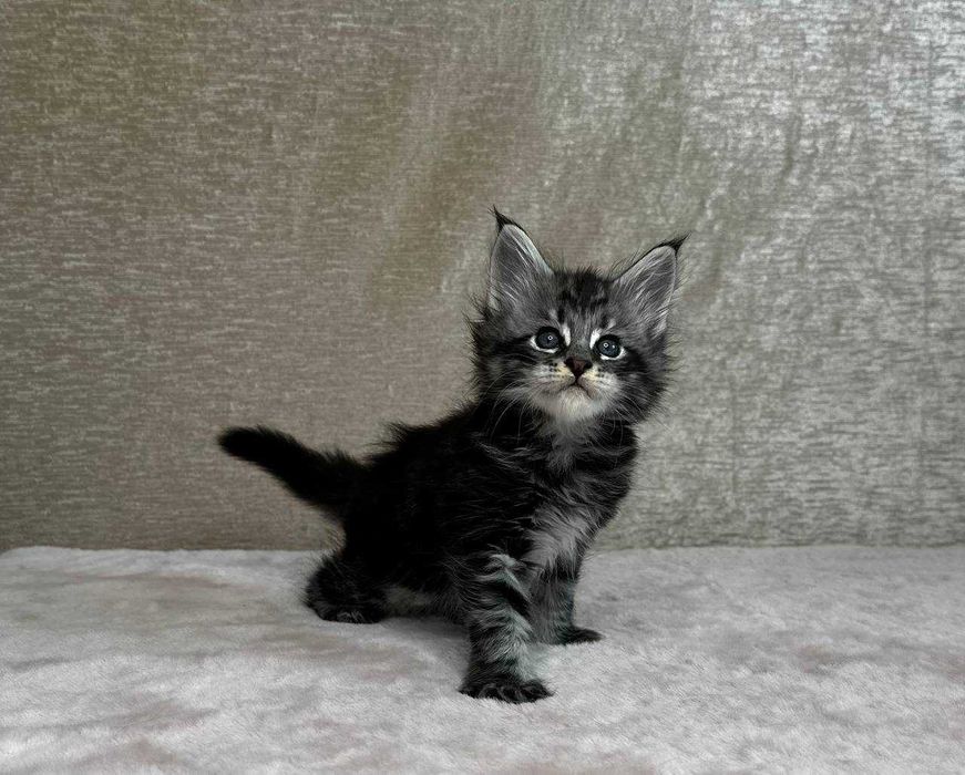 Продаются котята породы мейнкун